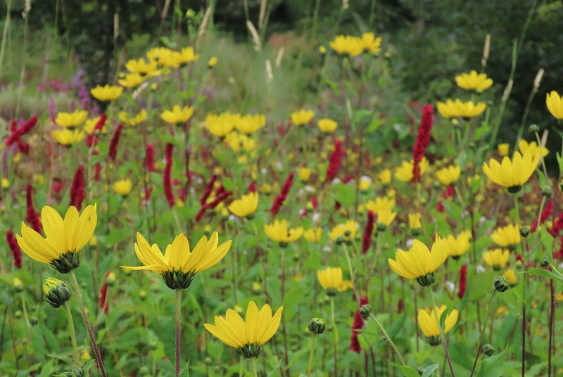 Calderstones Nature Reserve